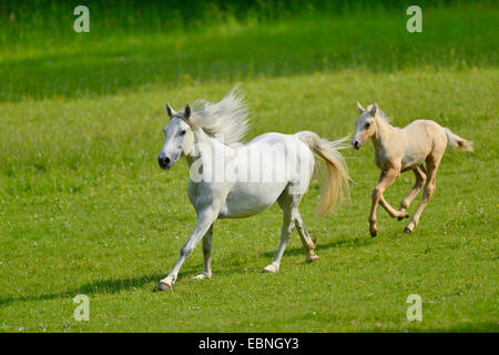 Connemara pony (Equus przewalskii f. caballus), mare with their foal running on a big paddock, Germany Stock Photo