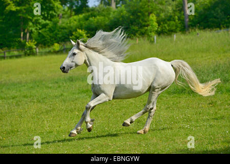 Connemara pony (Equus przewalskii f. caballus), running on a big paddock, Germany Stock Photo