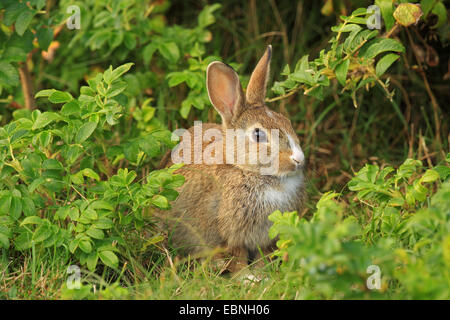 European rabbit (Oryctolagus cuniculus), in front of wild rose, Germany, Schleswig-Holstein, Sylt Stock Photo