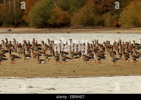 greylag goose (Anser anser), flock resting on a sand bank, Austria, Neusiedler See National Park Stock Photo