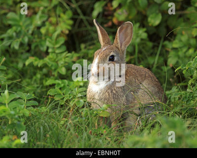 European rabbit (Oryctolagus cuniculus), sitting in a meadow, Germany, Schleswig-Holstein, Sylt Stock Photo