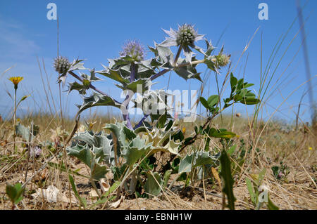 sea-holly, seaside coyote-thistle (Eryngium maritimum), blooming on the beach , France, Brittany Stock Photo