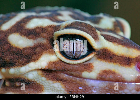 Leopard gecko (Eublepharis macularius), portrait, section Stock Photo