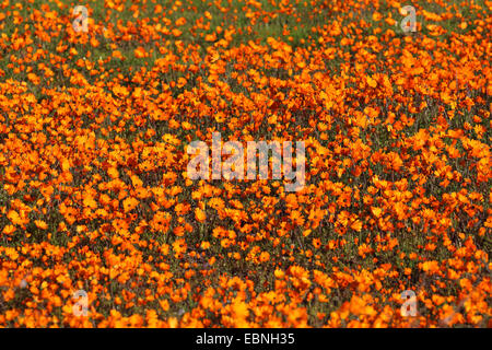 Namaqualand daisy, Cape marigold (Dimorphotheca sinuata), wavering daisys by the wind, blurred, South Africa, Namaqua National Park Stock Photo