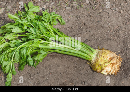 Celery, Celeriac, Turnip-rooted celery, Knob celery (Apium graveolens var. rapaceum, Apium graveolens rapaceum, Apium rapaceum), harvested celery, Germany Stock Photo