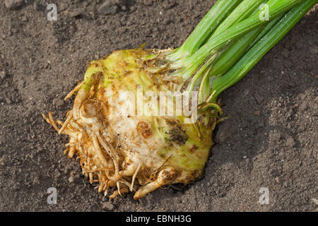 Celery, Celeriac, Turnip-rooted celery, Knob celery (Apium graveolens var. rapaceum, Apium graveolens rapaceum, Apium rapaceum), harvested tuber, Germany Stock Photo