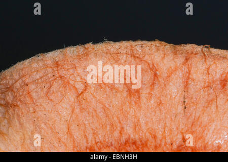 Woolly milkcap, Bearded milkcap (Lactarius torminosus), fringy edge of the cap, Germany Stock Photo