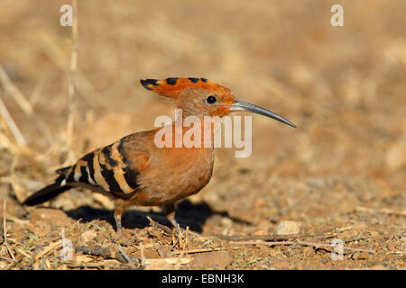 African hoopoe (Upupa africana), sitting on the ground, South Africa, Kruger National Park Stock Photo