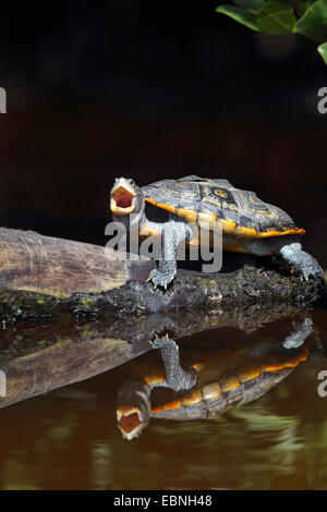 Diamondback terrapin (Malaclemys terrapin), sits with an open mouth on a piece of wood, that lies in the water, mirror image, USA, Florida Stock Photo