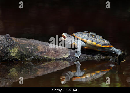 Diamondback terrapin (Malaclemys terrapin), sits with an open mouth on a piece of wood, that lies in the water, mirror image, USA, Florida Stock Photo