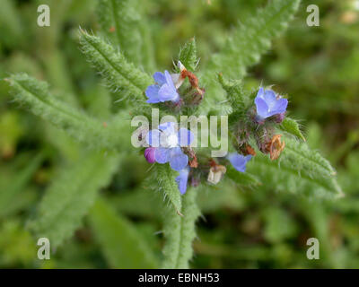 annual bugloss, small bugloss (Anchusa arvensis), blooming, Germany Stock Photo