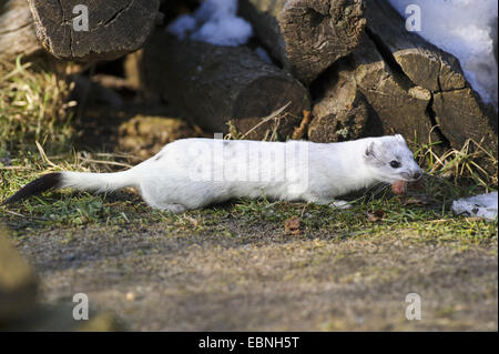 ermine, stoat (Mustela erminea), in front of woodpile, side view, Germany, Lower Saxony Stock Photo