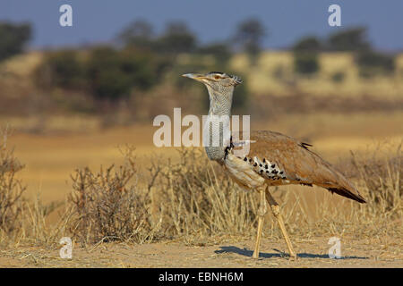 kori bustard (Ardeotis kori), standing in a semi-desert, South Africa, Kgalagadi Transfrontier National Park Stock Photo