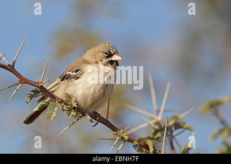 Scaly-feathered Weaver, Scaly-feathered Finch (Sporopipes squamifrons), sitting on a thorny branch, South Africa, Kgalagadi Transfrontier National Park Stock Photo