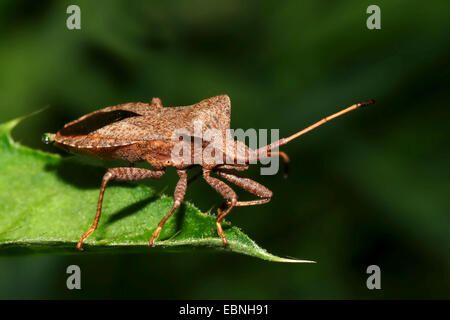 squash bug (Coreus marginatus, Mesocerus marginatus), sitting on a leaf, Germany Stock Photo