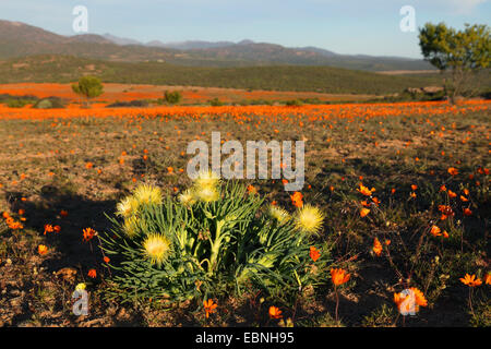 Varkiesknol (Conicosia elongata), flowering plant in a daisy population, Dimorphotheca sinuata, South Africa, Namaqua National Park Stock Photo