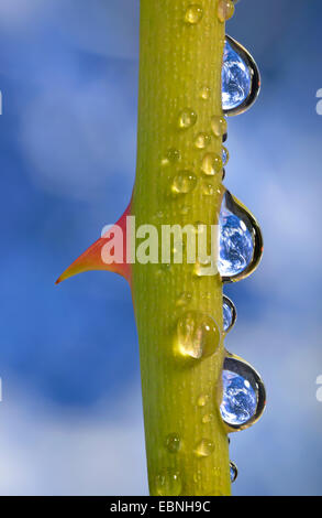 rose (Rosa spec.), symbol picture water as life elixir, planet earth being reflected in dewdrops of a rose with thorn Stock Photo