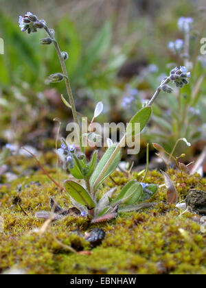 early forget-me-not (Myosotis ramosissima), blooming, Germany, North Rhine-Westphalia Stock Photo