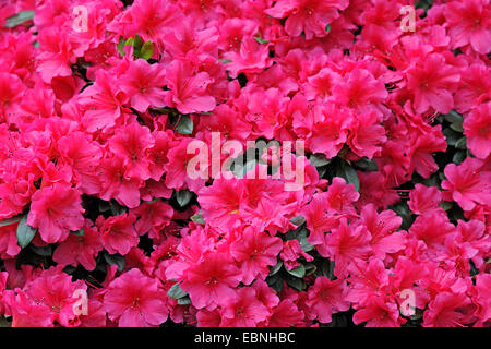 Azalea, Formosa Azalea, Sim's Azalea, (Rhododendron simsii), blooming Stock Photo