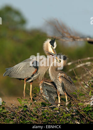 great blue heron (Ardea herodias), adult bird feeding juvenile bird on the nest, USA, Florida Stock Photo