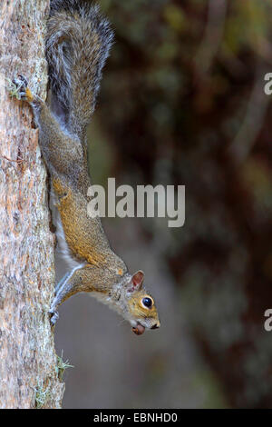 Eastern gray squirrel, Grey squirrel (Sciurus carolinensis), running down a tree trunk with an acorn in its mouth, USA, Florida Stock Photo