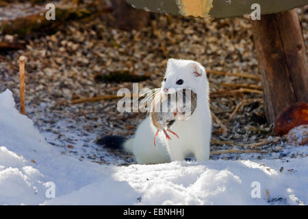 ermine, stoat (Mustela erminea), Stoat with mouse, Germany Stock Photo