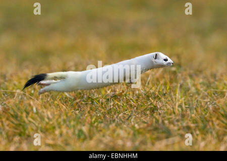 ermine, stoat (Mustela erminea), jumping over a meadow, Germany Stock Photo