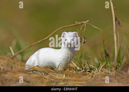 ermine, stoat (Mustela erminea), in winter-fur in a meadow, Germany Stock Photo