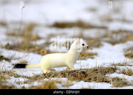 ermine, stoat (Mustela erminea), in winter coat, Germany, Baden-Wuerttemberg, Swabian Alb Stock Photo