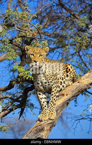 leopard (Panthera pardus), looking out from a tree, Namibia, Khomas Stock Photo