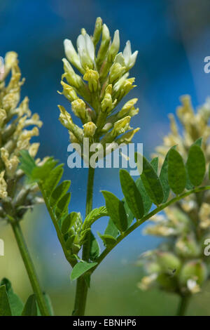 wild lentil (Astragalus cicer), inflorescence, Germany Stock Photo