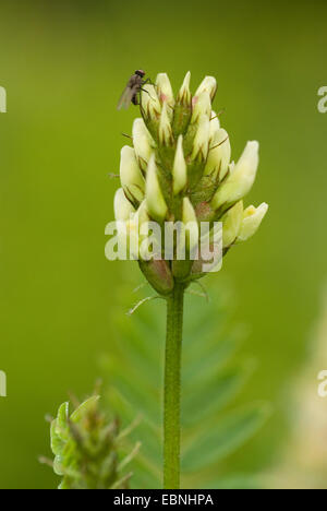 wild lentil (Astragalus cicer), inflorescence with fly, Germany Stock Photo