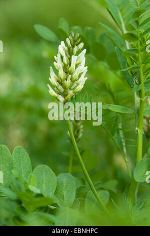 wild lentil (Astragalus cicer), inflorescence, Germany Stock Photo