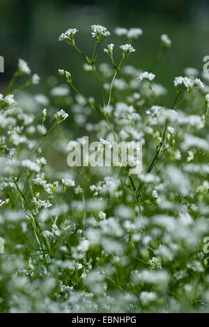 dyer's woodruff (Asperula tinctoria), blooming, Germany Stock Photo