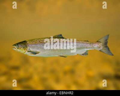 Atlantic salmon, ouananiche, lake Atlantic salmon, landlocked salmon, Sebago salmon (Salmo salar), grilse Stock Photo