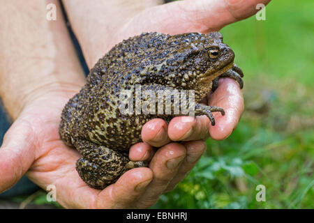 European common toad (Bufo bufo spinosus), female sitting on two hands Stock Photo