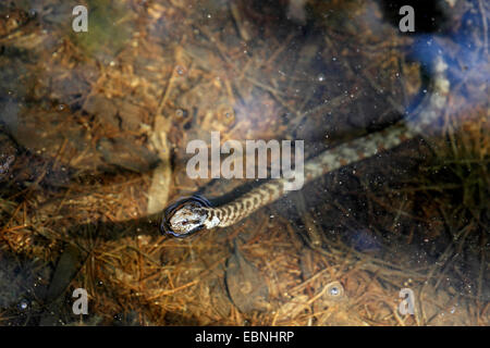Banded water snake (Nerodia fasciata), snake lying under water and looking out on the surface of the water, USA, Florida Stock Photo