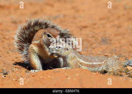 South African ground squirrel, Cape ground squirrel (Geosciurus inauris, Xerus inauris), female grooming a young squirrel, South Africa, Kgalagadi Transfrontier National Park Stock Photo
