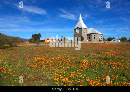 Namaqualand daisy, Cape marigold (Dimorphotheca sinuata), meadow of Namaqualand daisys in Kamieskroon in front of the church, South Africa, Northern Cape, Kamieskroon Stock Photo