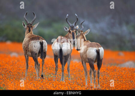 Red hartebeest, Red Cape hartebeest (Alcelaphus buselaphus caama), three hartebeests stand in a meadow of daisys, back view, South Africa, Namaqua National Park Stock Photo