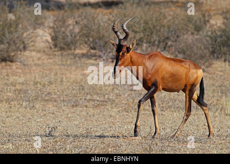 Red hartebeest, Red Cape hartebeest (Alcelaphus buselaphus caama), runs in the Auob valley, South Africa, Kgalagadi Transfrontier National Park Stock Photo