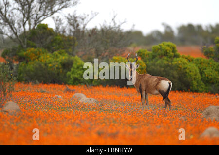 Red hartebeest, Red Cape hartebeest (Alcelaphus buselaphus caama), stands in a meadow of daisys, South Africa, Namaqua National Park Stock Photo