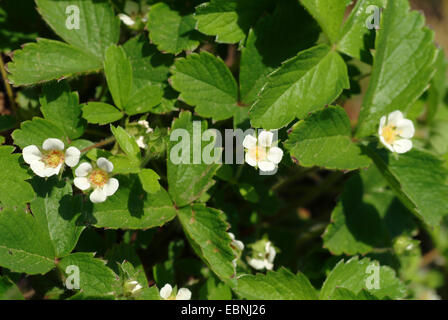 barren strawberry (Potentilla sterilis), blooming, Germany Stock Photo