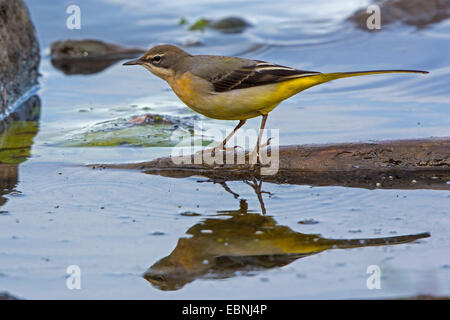 grey wagtail (Motacilla cinerea), in shallow water with mirror image, Germany, Bavaria, Lake Chiemsee Stock Photo
