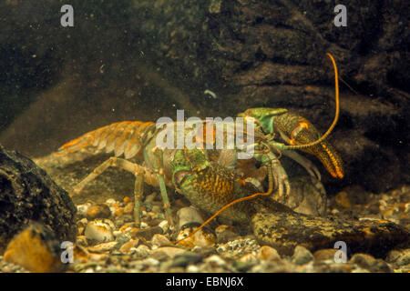 stone crayfish, torrent crayfish (Astacus torrentium, Austropotamobius torrentium, Potamobius torrentium), male, Germany Stock Photo