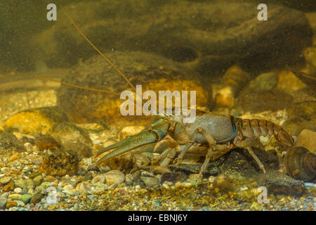 stone crayfish, torrent crayfish (Astacus torrentium, Austropotamobius torrentium, Potamobius torrentium), male, Germany Stock Photo