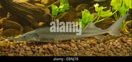 Siberian sturgeon (Acipenser baerii), swimming Stock Photo