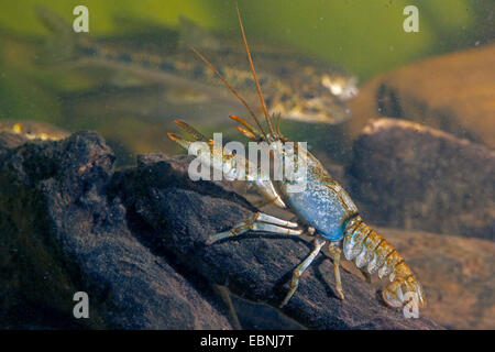 stone crayfish, torrent crayfish (Astacus torrentium, Austropotamobius torrentium, Potamobius torrentium), female on driftwood, Germany Stock Photo