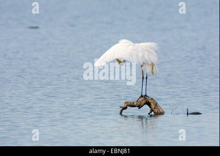 great egret, Great White Egret (Egretta alba, Casmerodius albus, Ardea alba), groomimg on sunken tree, Germany, Bavaria, Lake Chiemsee Stock Photo