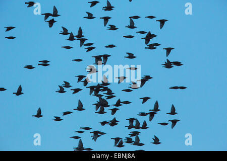 common starling (Sturnus vulgaris), flying flock, bird migration, Germany, Bavaria Stock Photo